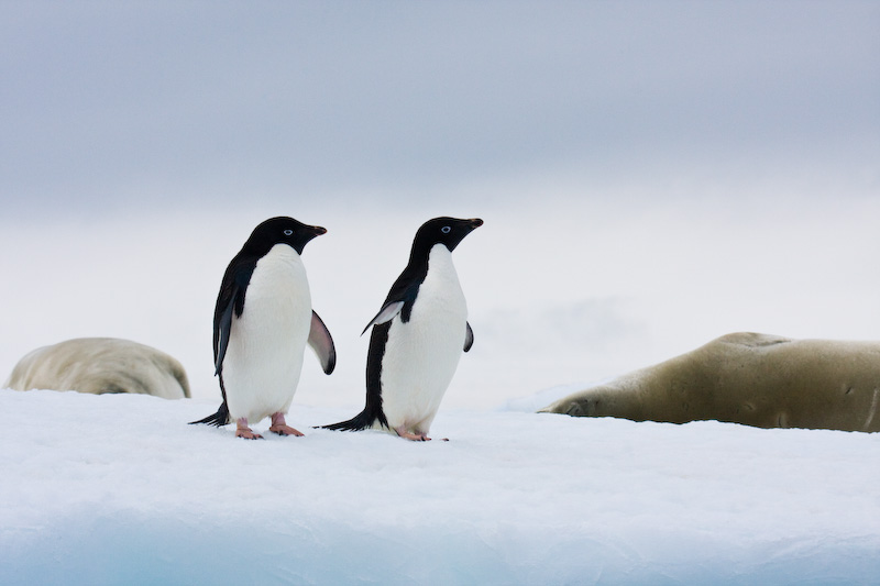 Adélie Penguin And Crabeater Seals On Iceberg